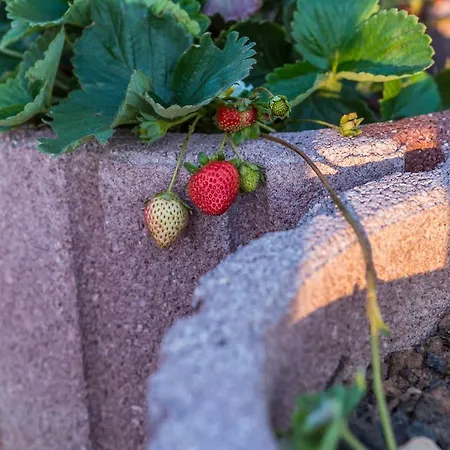 Quintinha Do Casal Ruivo مزرعة للإقامة *