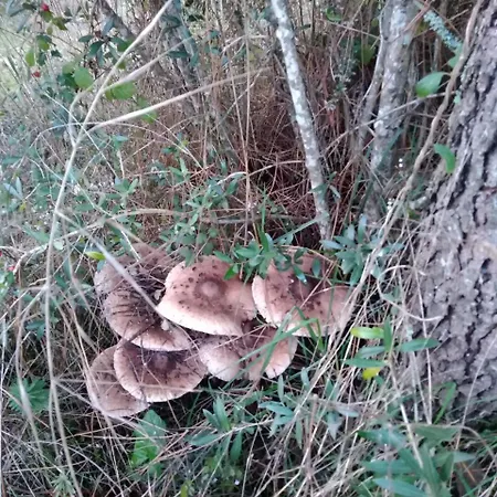 Quintinha Do Casal Ruivo Alojamento de Turismo Rural