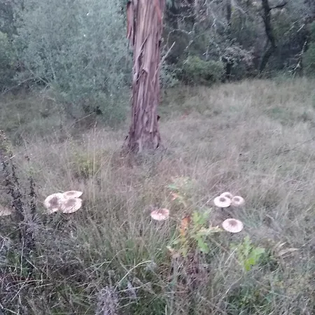 Quintinha Do Casal Ruivo