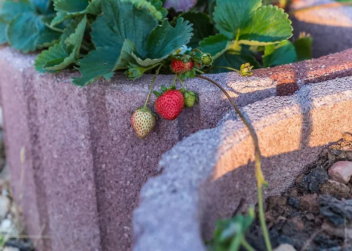 Quintinha Do Casal Ruivo Alojamento de Turismo Rural *