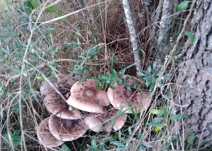 Quintinha Do Casal Ruivo Alojamento de Turismo Rural