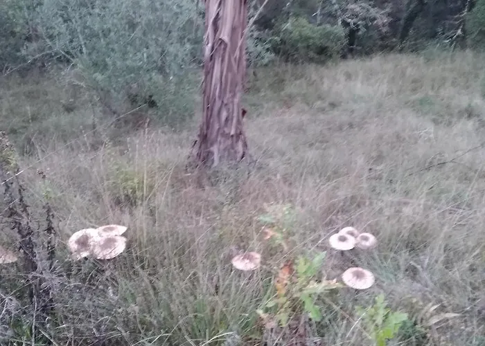 Quintinha Do Casal Ruivo